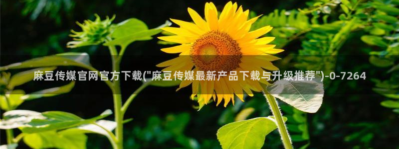 麻豆视频 官方在线看：麻豆传媒官网官方下载(\